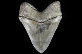 Serrated, Fossil Megalodon Tooth - Collector Quality! #76660-2